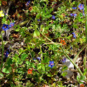 Scarlet pimpernel