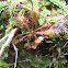 tokaiensis Drosera