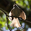 Oak Titmouse