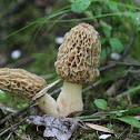Yellow Morel