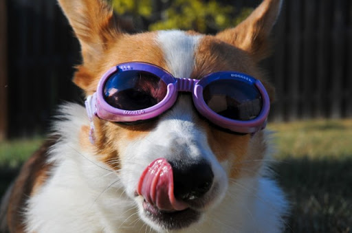 gafas para perros