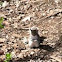 Eastern Gray Squirrel