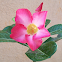 mpala lily, desert rose