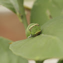 Caterpillar