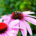 Bumble bee