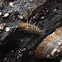 Marine isopod