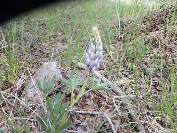Spotting Image 1