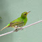 Green Honeycreeper