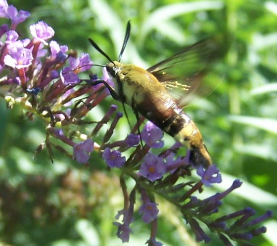 Spotting Image 1