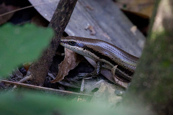 Spotting Image 1