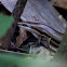 Amazon Skink