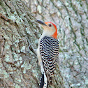Red Bellied Woodpecker