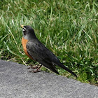 American Robin (male)