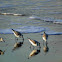 Sanderling