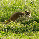 Raccoon