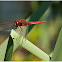Crocothemis erythraea
