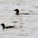 Common Loon