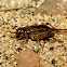 African Field Cricket
