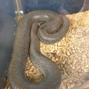 Desert phase rosy boa