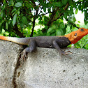 Common Agama