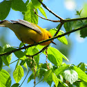 Prothonotary Warbler