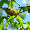 Prothonotary Warbler