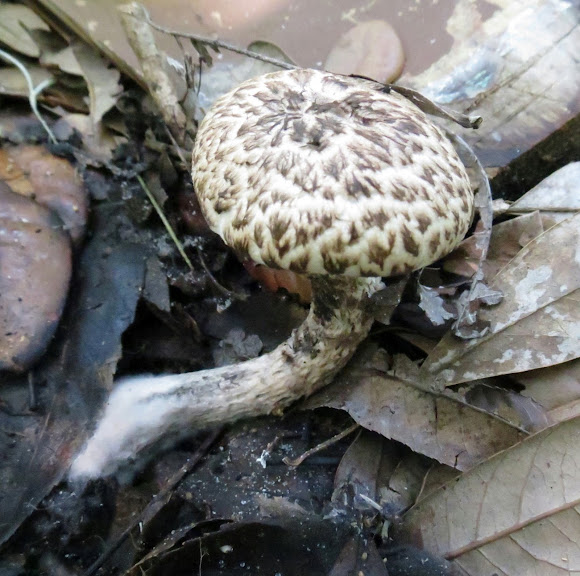 Spotting Image 1