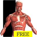 Visual Anatomy Free mobile app icon