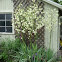 yucca