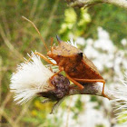 Stink bug