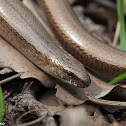 Slow Worm