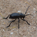 Cactus longhorn beetle