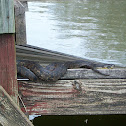 Diamond-backed Water Snake