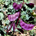 Hyacinth Bean