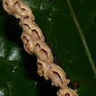 Fungus