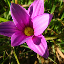 Romula spp