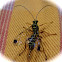 Wasp