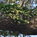 Resurrection fern