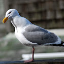 Western Gull