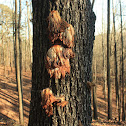 Funky Fungus