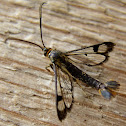 Red Maple Borer.