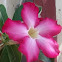 desert rose