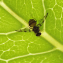 Mediterranean Fruit Fly