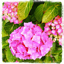 Hortensie