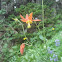 Columbine