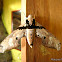 Moth