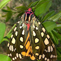 Tiger moth