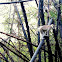 Golden langur
