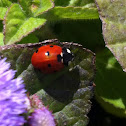 Ladybug