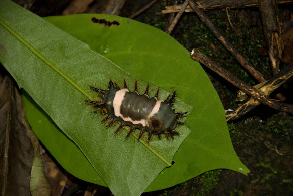 Spotting Image 1